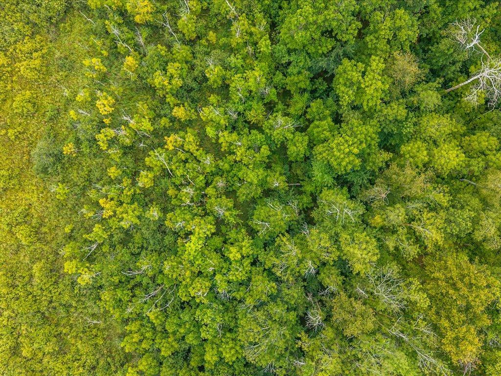 Aerial view of densely wooded land with a green and yellow tree canopy.