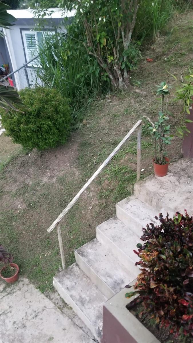 LAS CAROLINAS AZUCENA #288