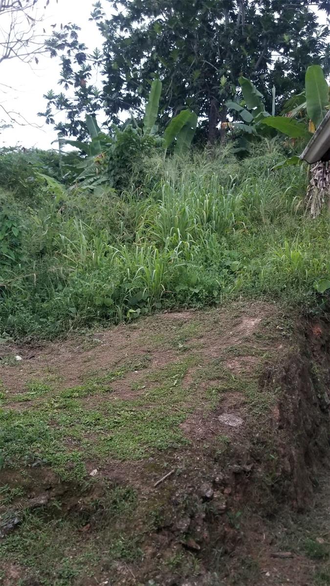 LAS CAROLINAS AZUCENA #288
