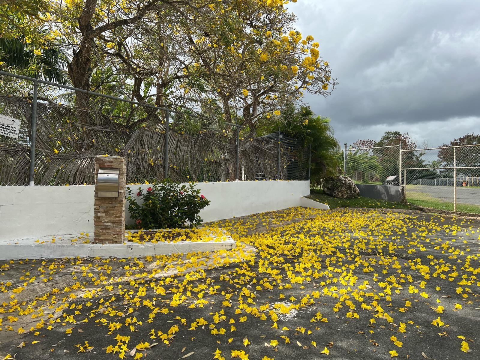 0 AMALIA PAOLI AVE #HG 81