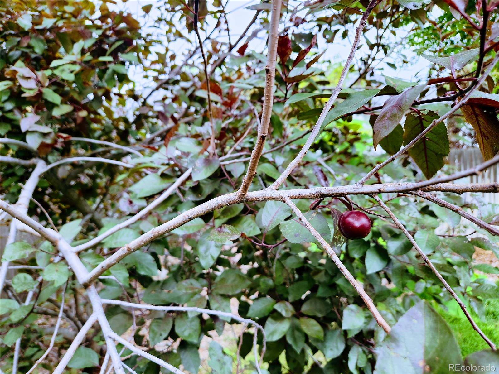 5979 S Fairplay Street