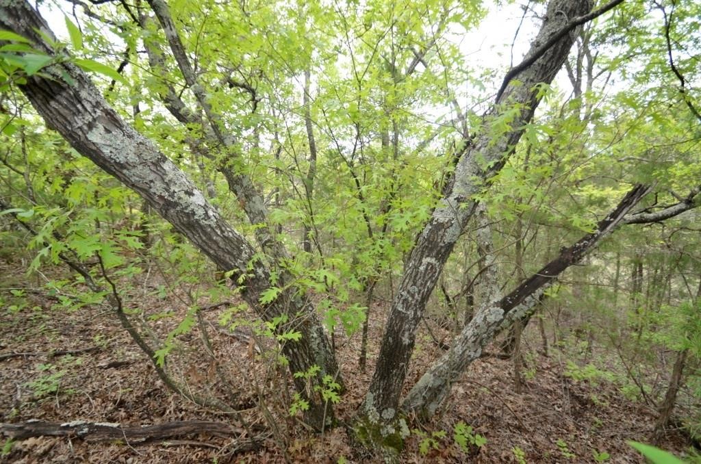 50 AC Joe Davis Road