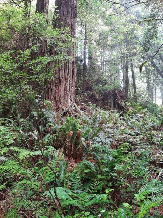 2340 Greenwood Heights Drive