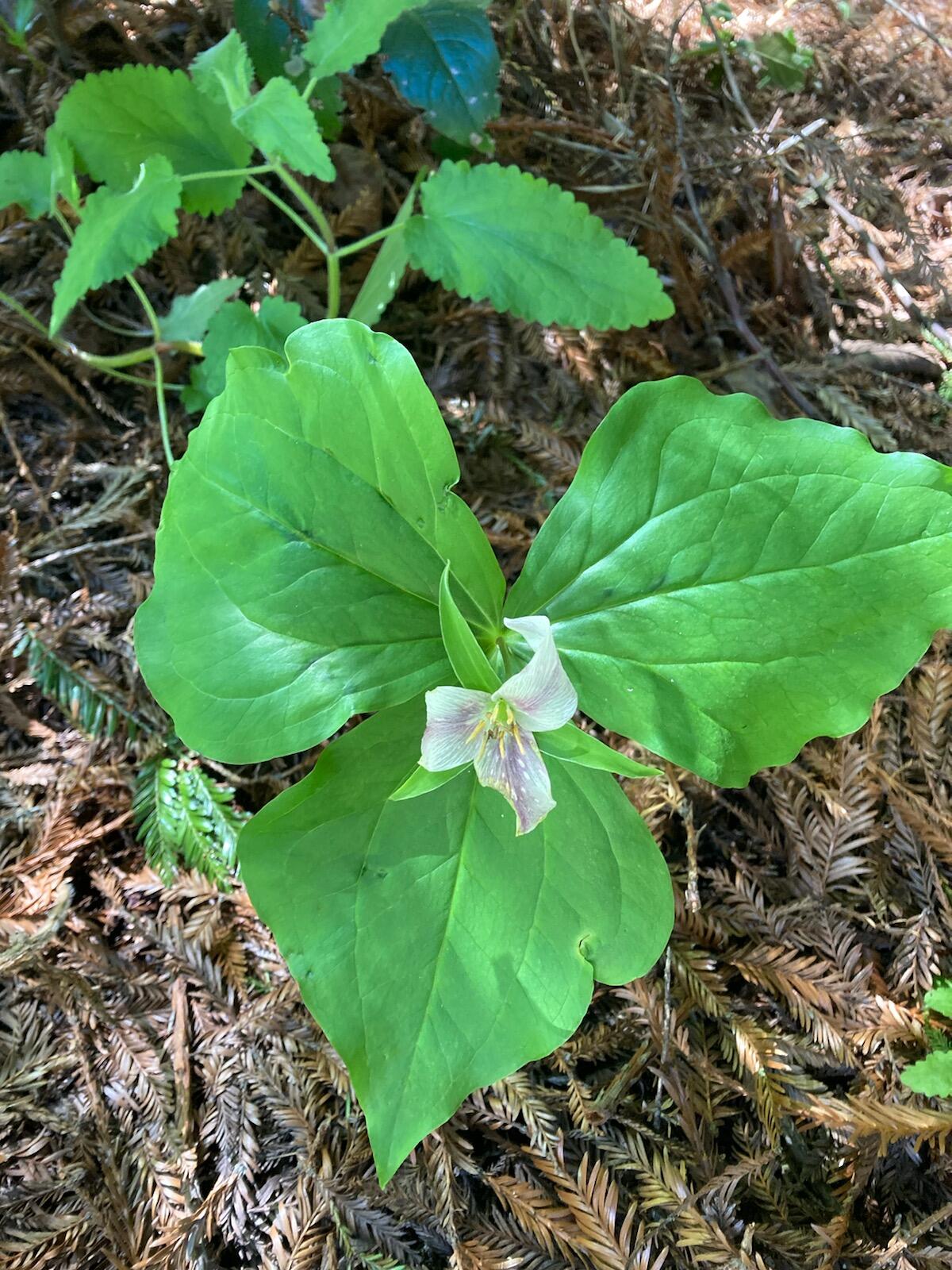 2340 Greenwood Heights Drive