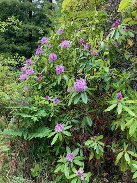 2340 Greenwood Heights Drive