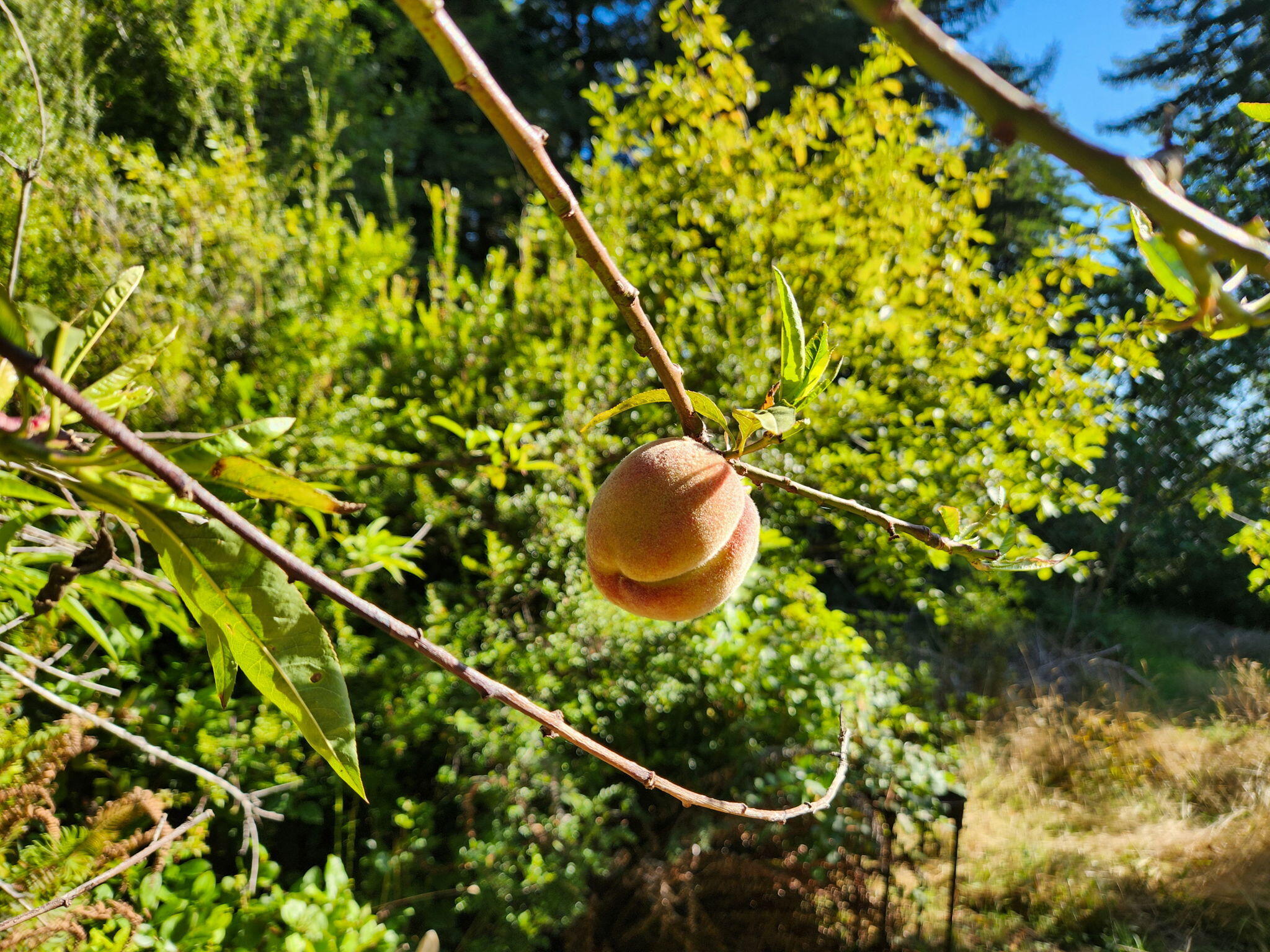 2340 Greenwood Heights Drive