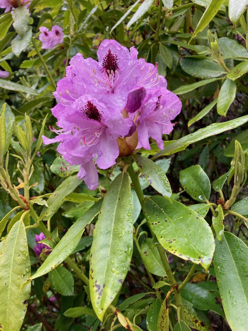 2340 Greenwood Heights Drive