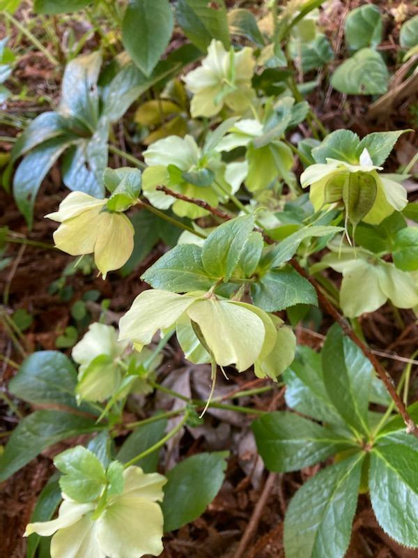 2340 Greenwood Heights Drive