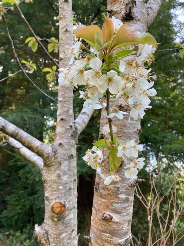 2340 Greenwood Heights Drive