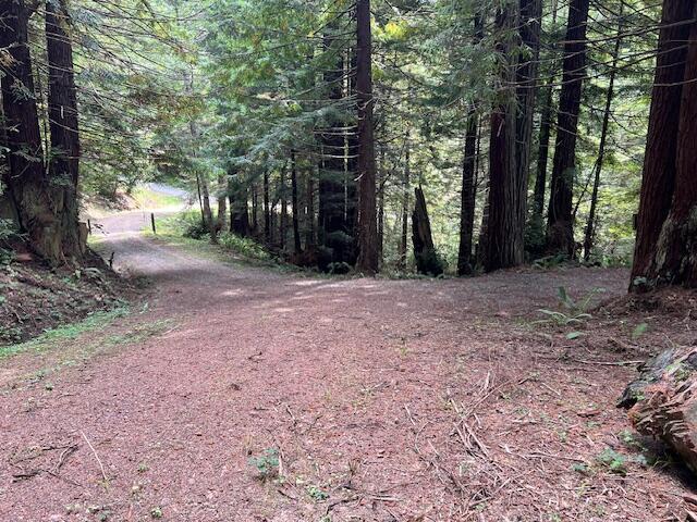 11.8 Acres Idylbear Lane