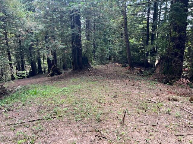 11.8 Acres Idylbear Lane