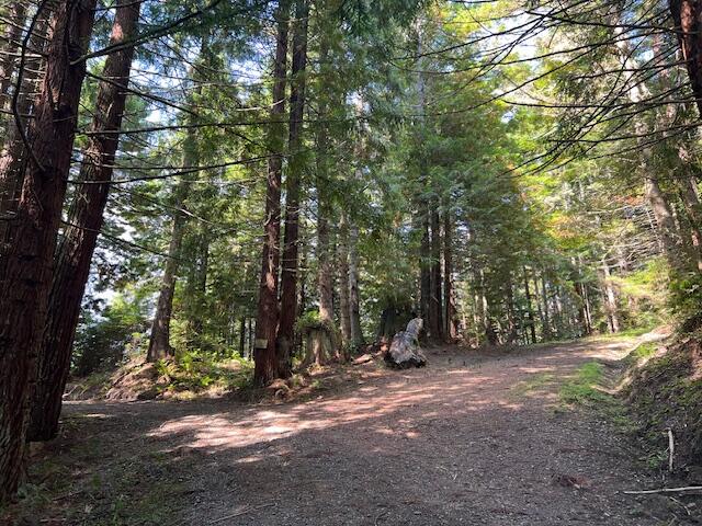 11.8 Acres Idylbear Lane