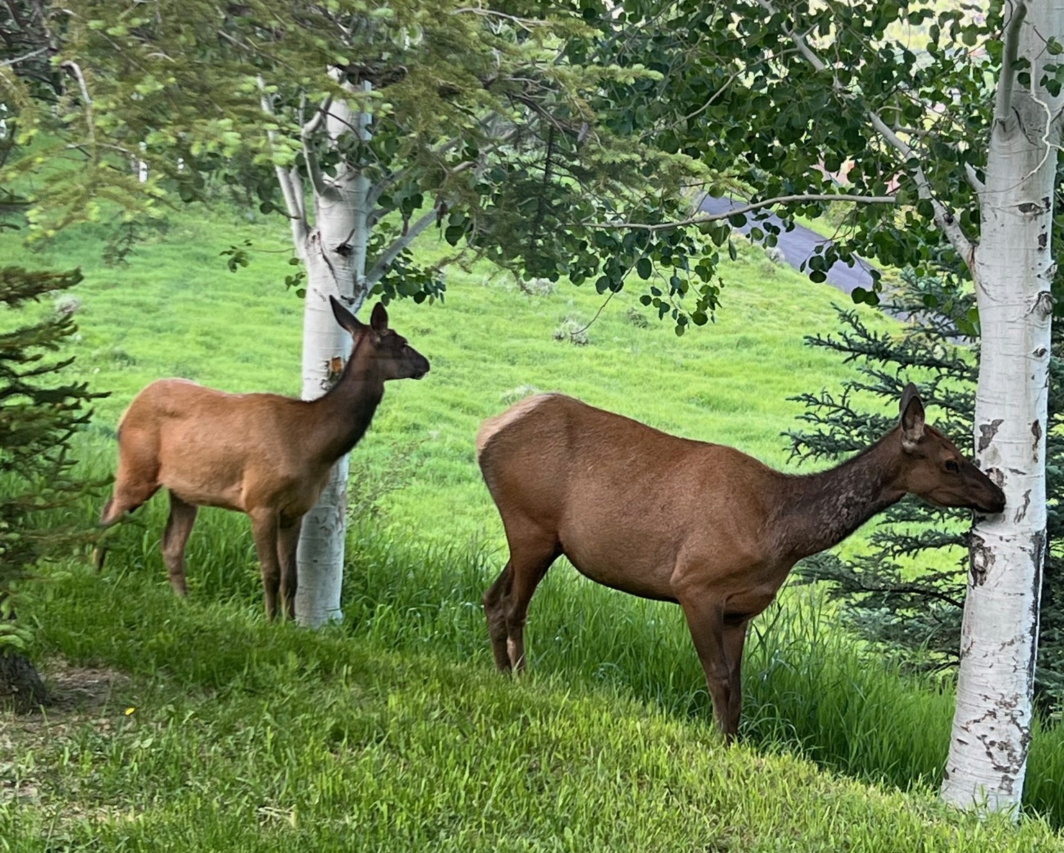 31655 Sugar Ridge ROAD