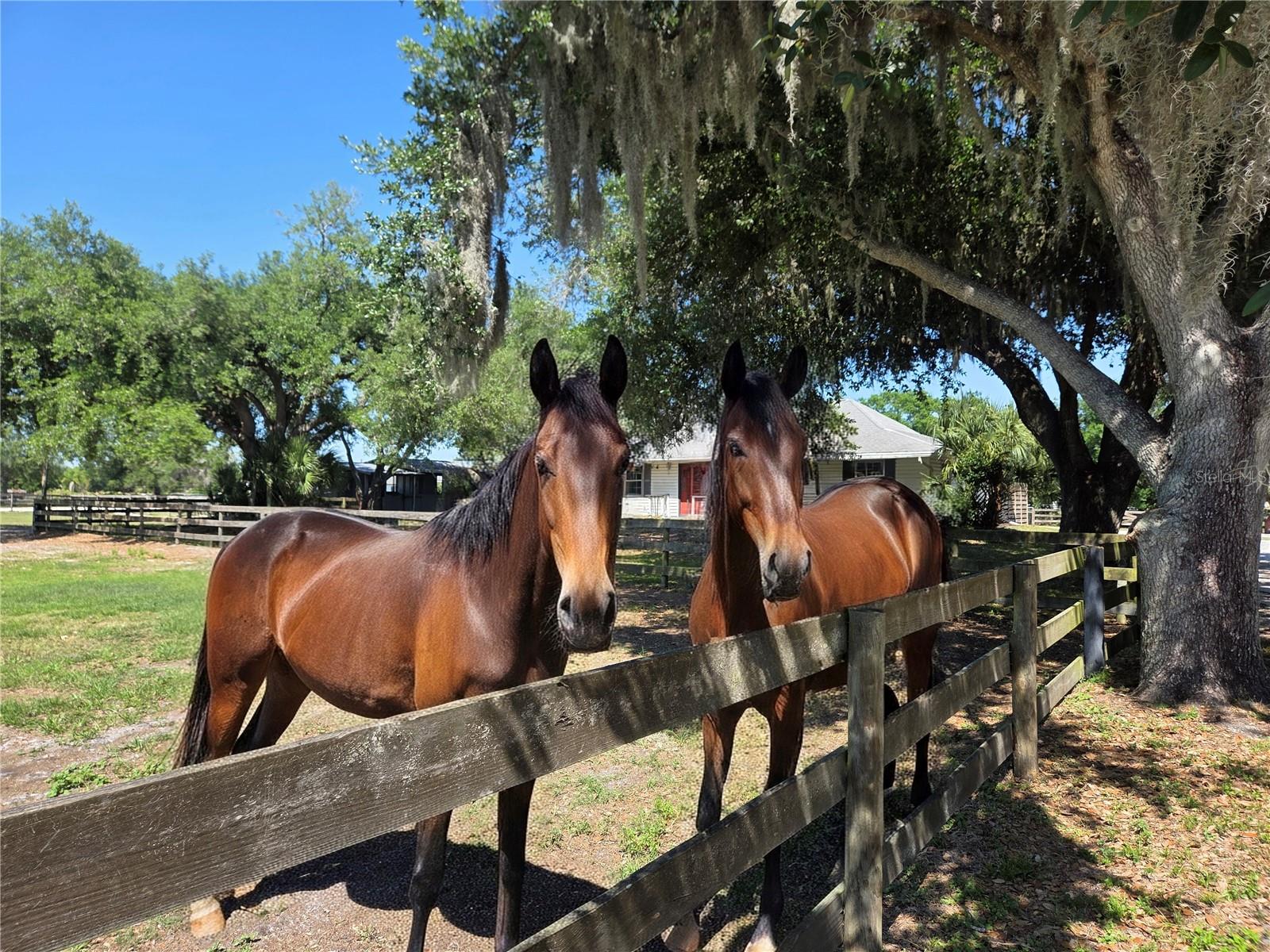 7783 SADDLE CREEK TRL