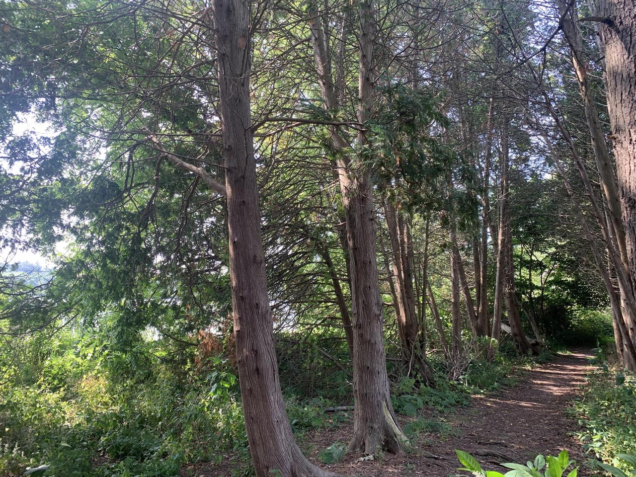 Lt19 Arbor Ridge DRIVE