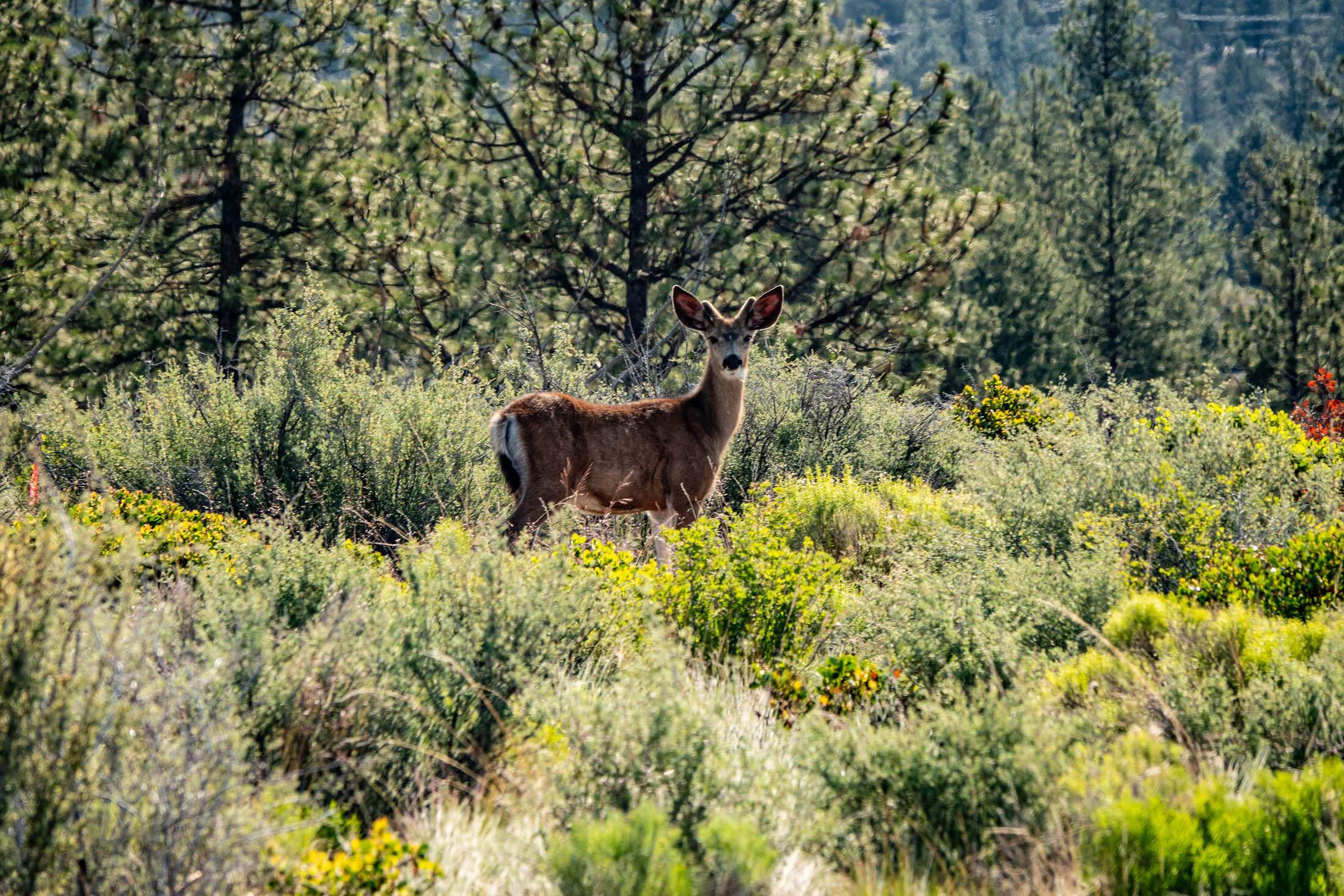 19051 Horizon View Drive Unit: 83