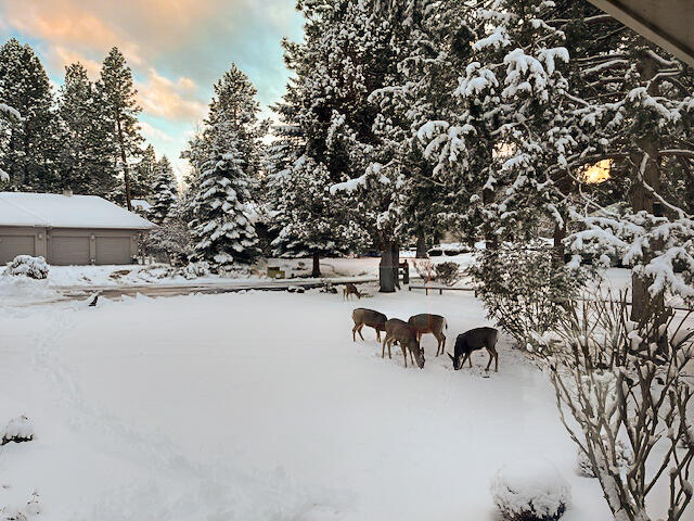 20486 Powder Mountain Court