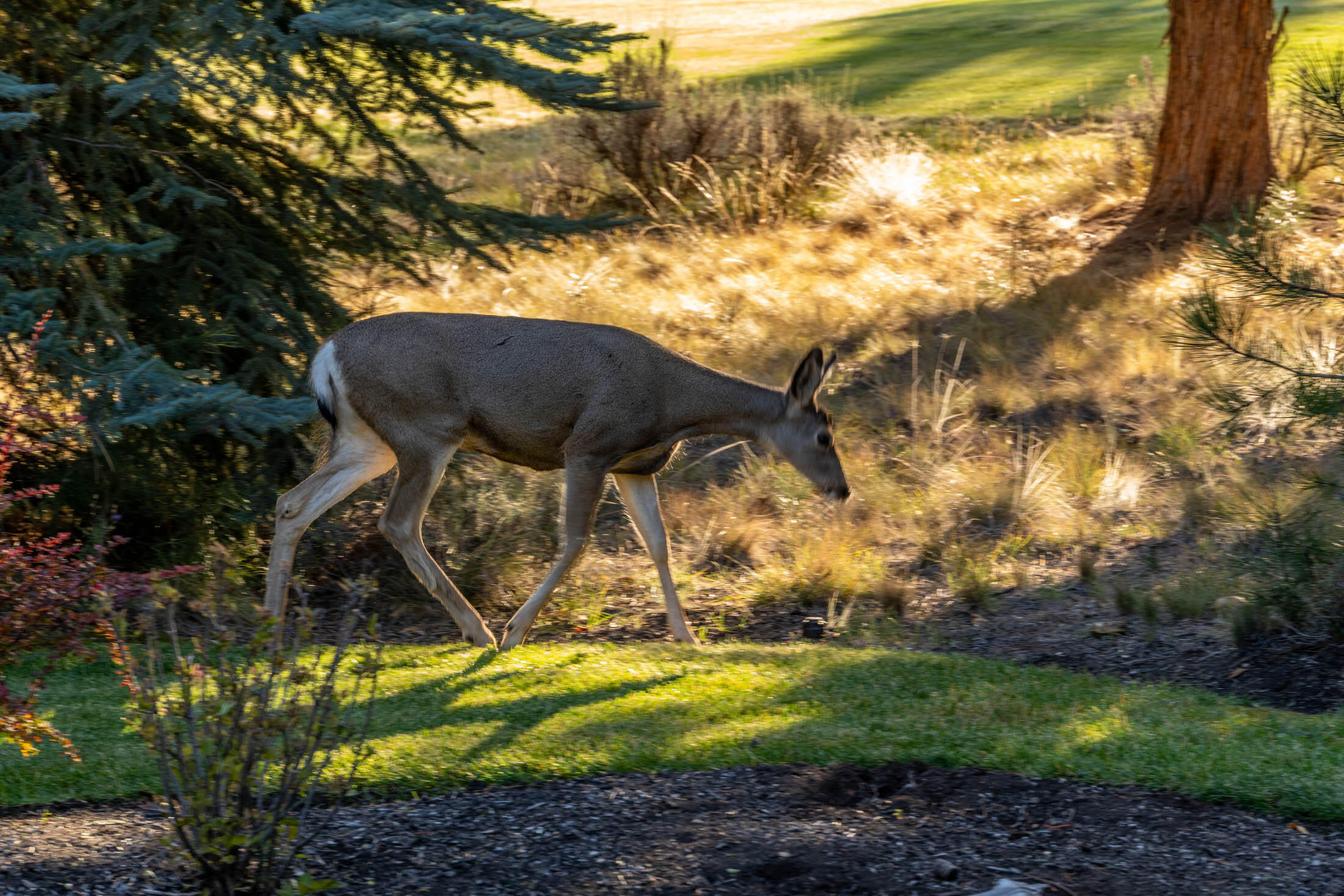 3237 NW Kidd Place, Bend