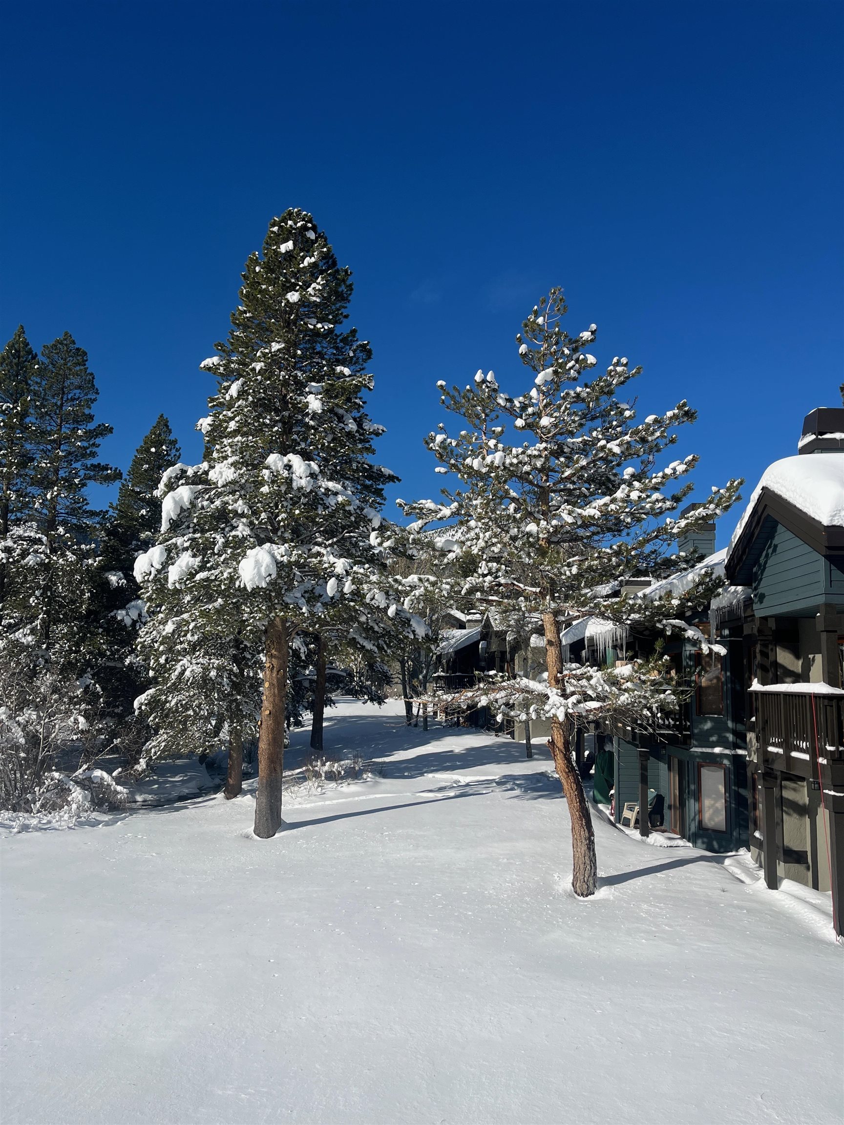 446 Snowcreek Rd Unit: Snowcreek 446