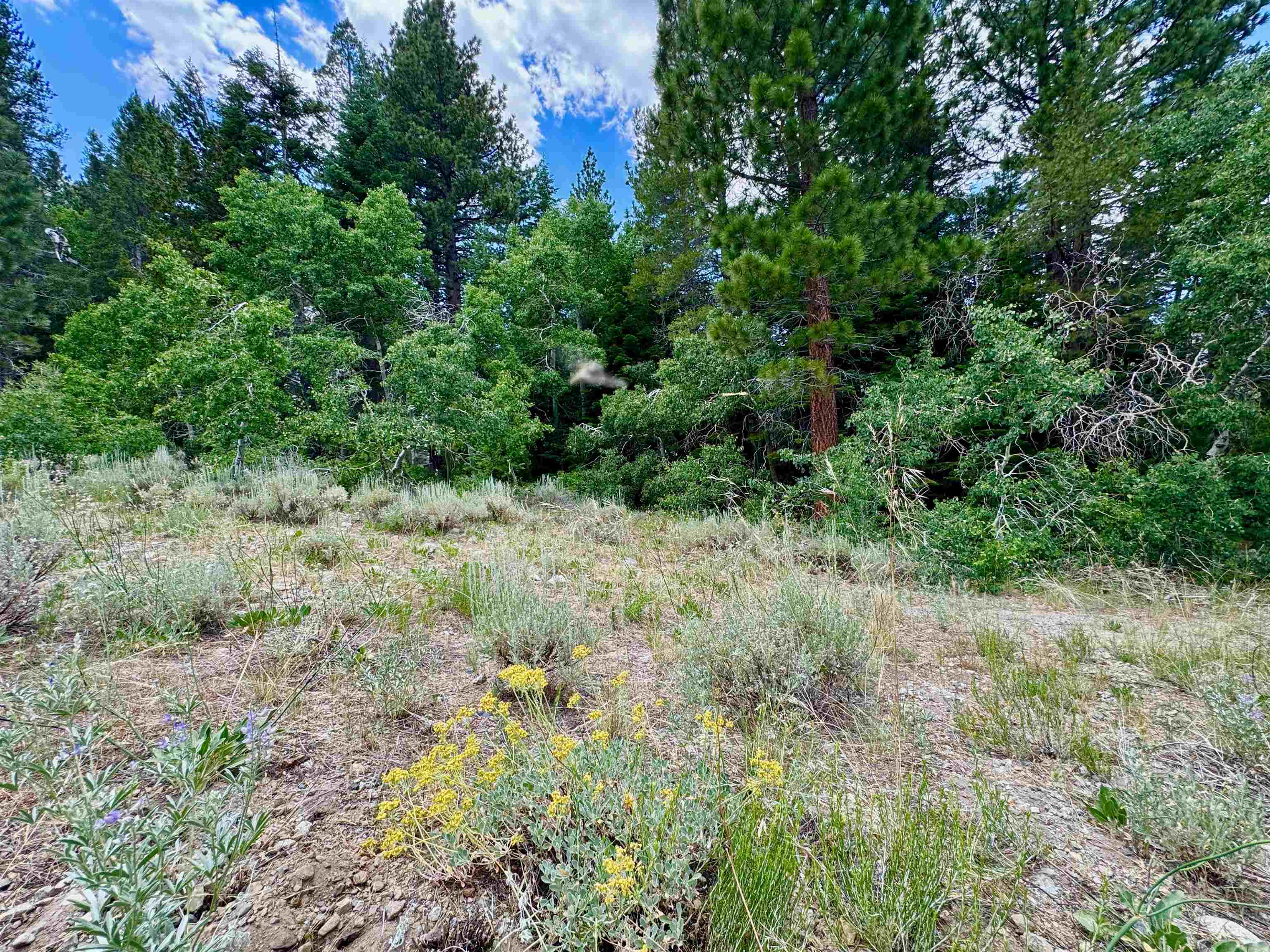 85 Shadow Pines Road