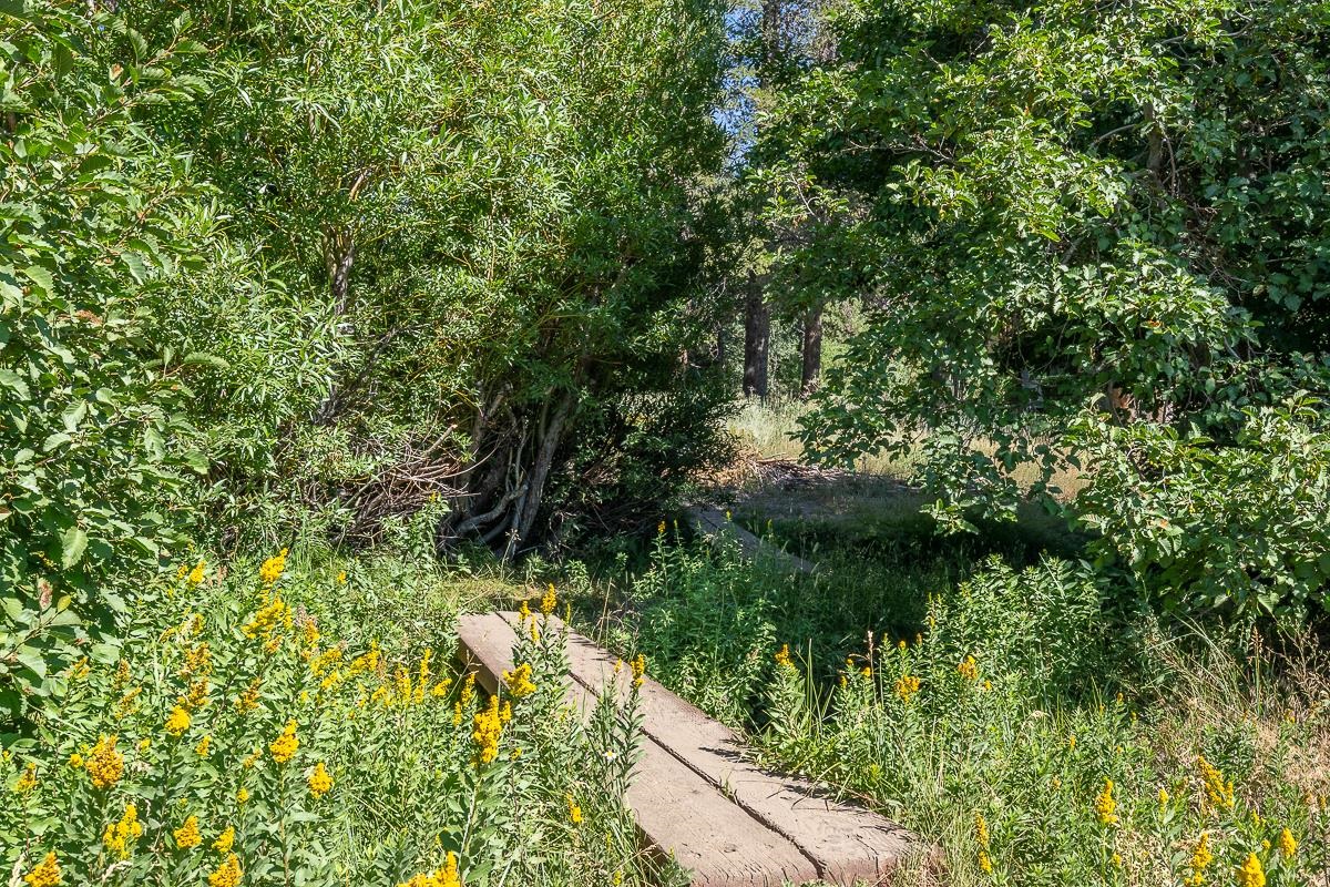 436 White Bark Unit: 436