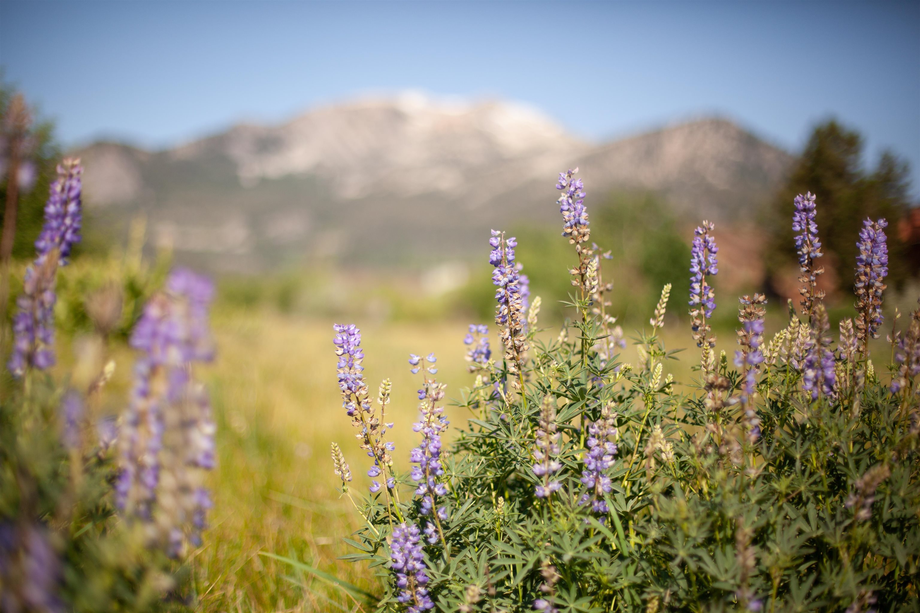 436 White Bark Unit: 436