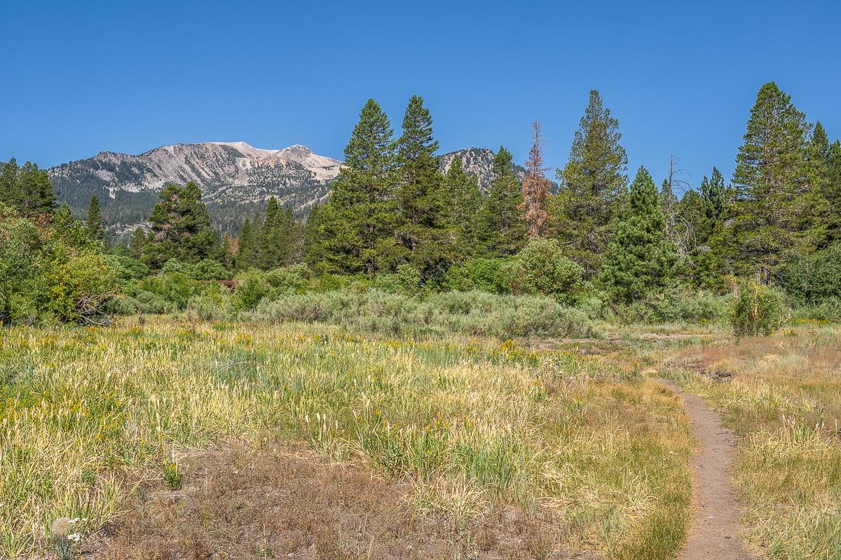 436 White Bark Unit: 436