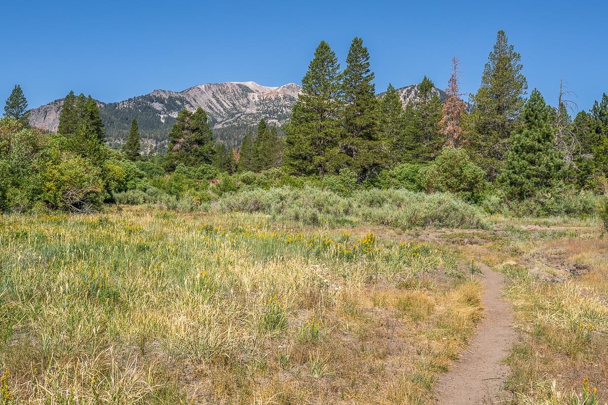 436 White Bark Unit: 436