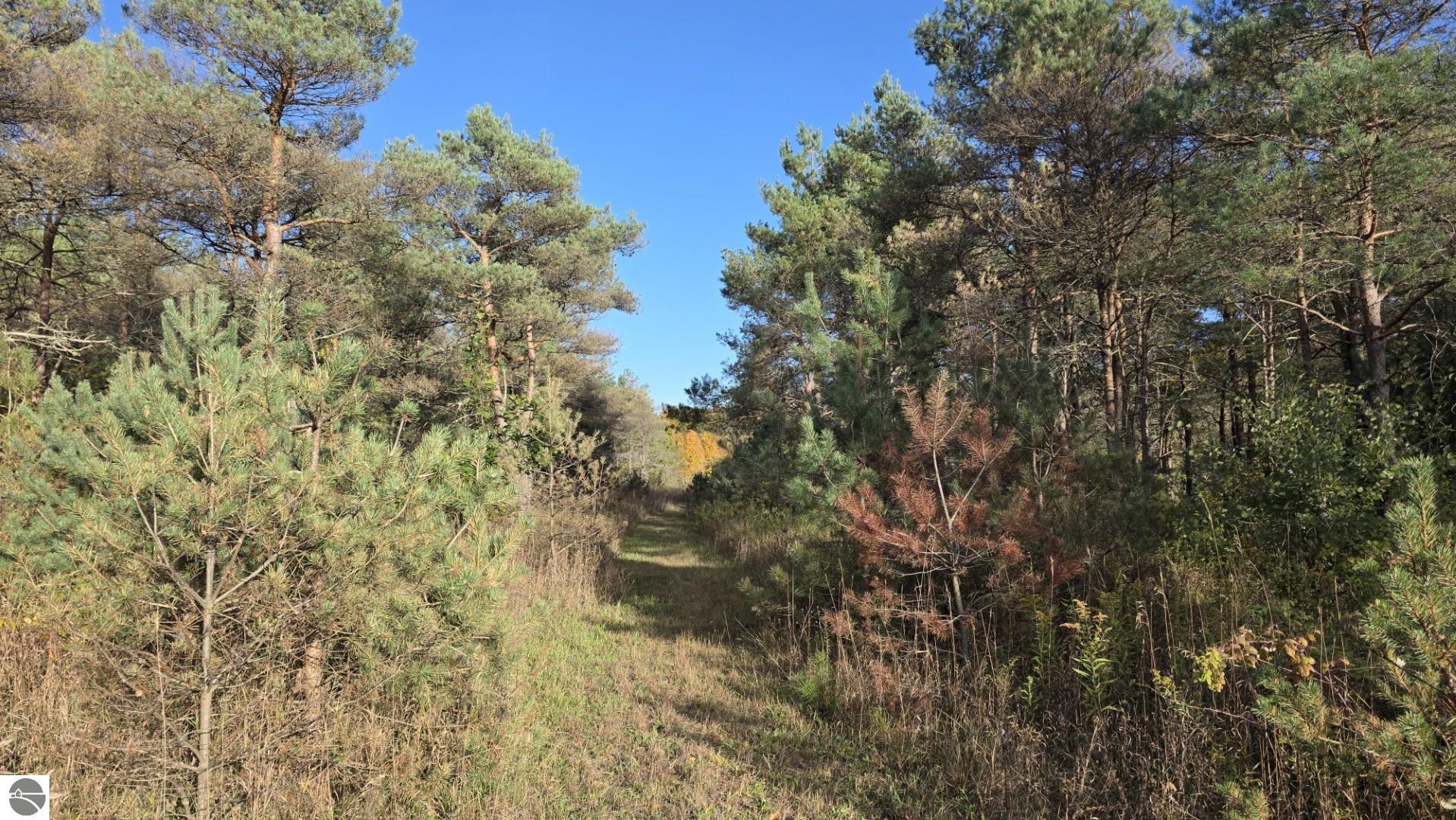 Grassy path through a wooded vacant property with pine trees and autumn undergrowth.