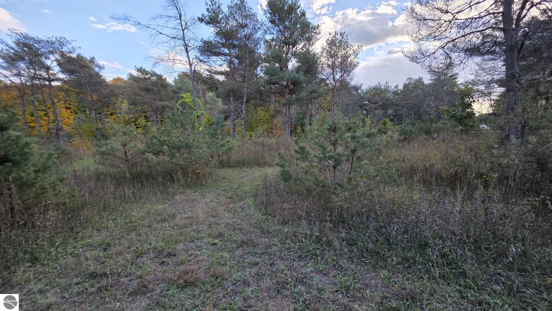 Wooded vacant lot with a grassy clearing and a faint path among pine and deciduous trees.