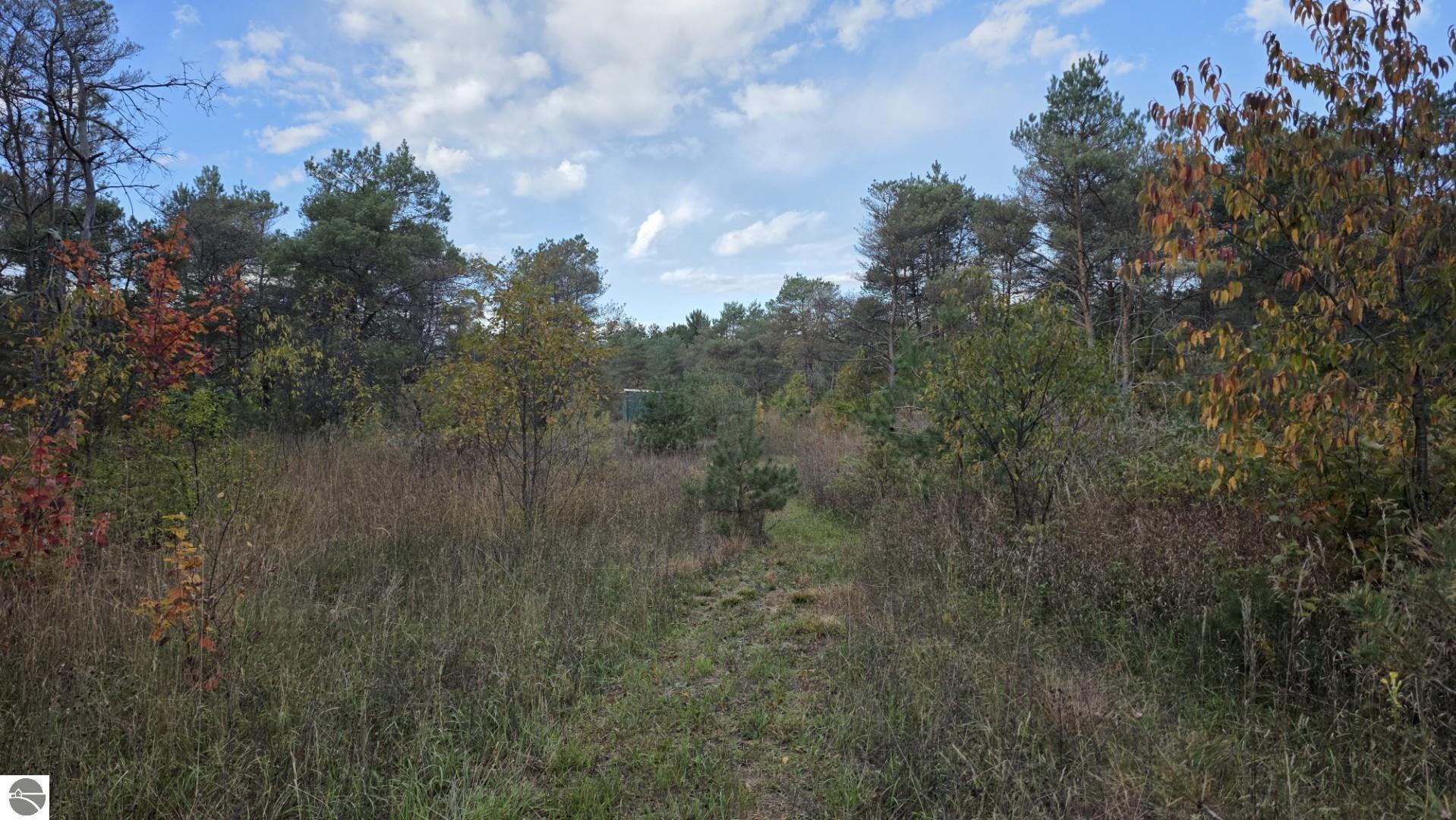 Wooded vacant lot with a grassy path through tall brush and trees.