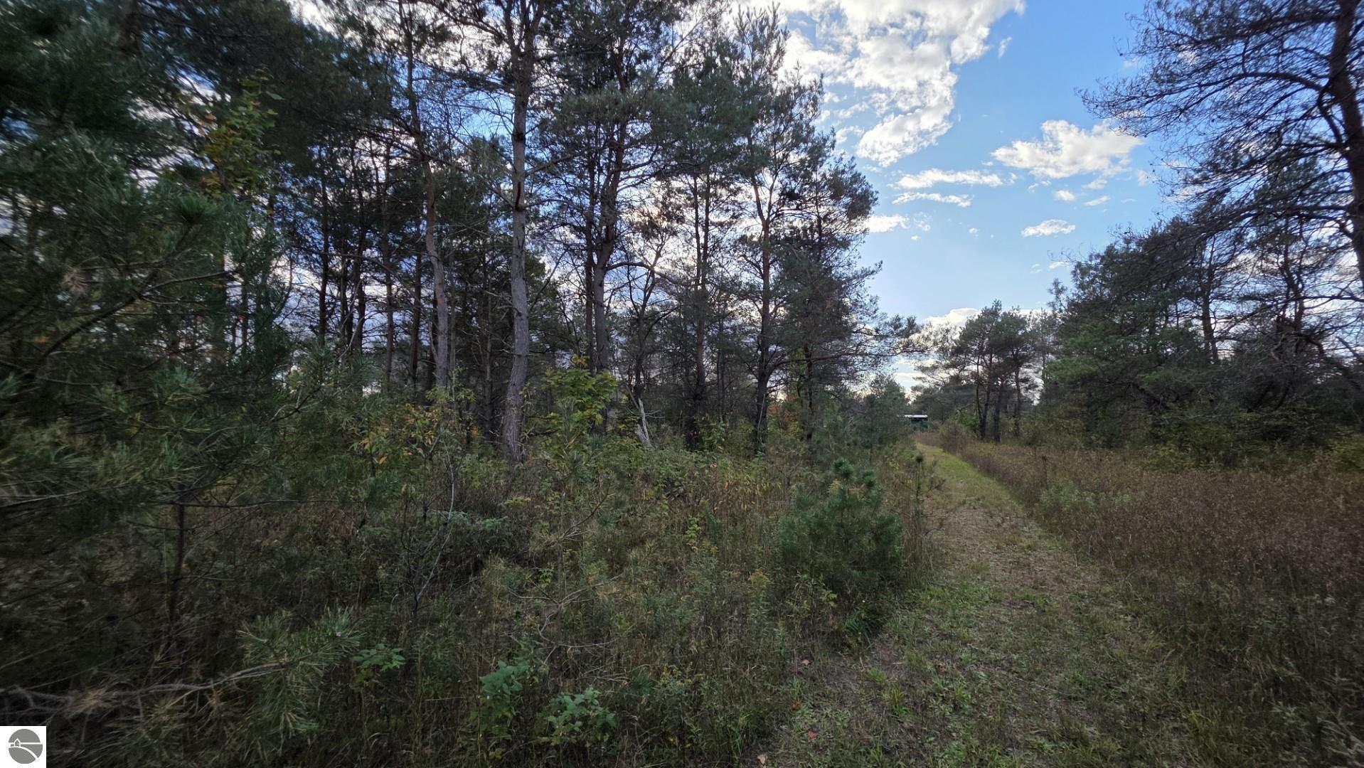 Wooded vacant lot with a grassy path winding between trees and brush.