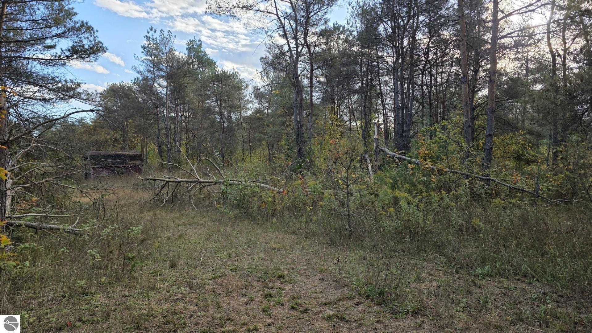 Wooded vacant lot with a grassy clearing, dirt path, and a small structure partly hidden among the trees.