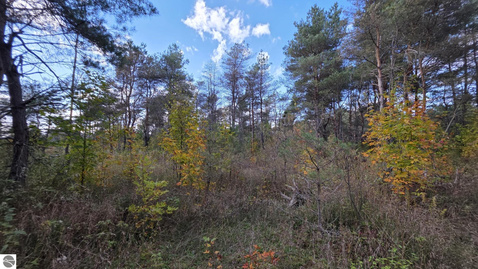 Wooded vacant lot with dense pines and autumn-colored brush.