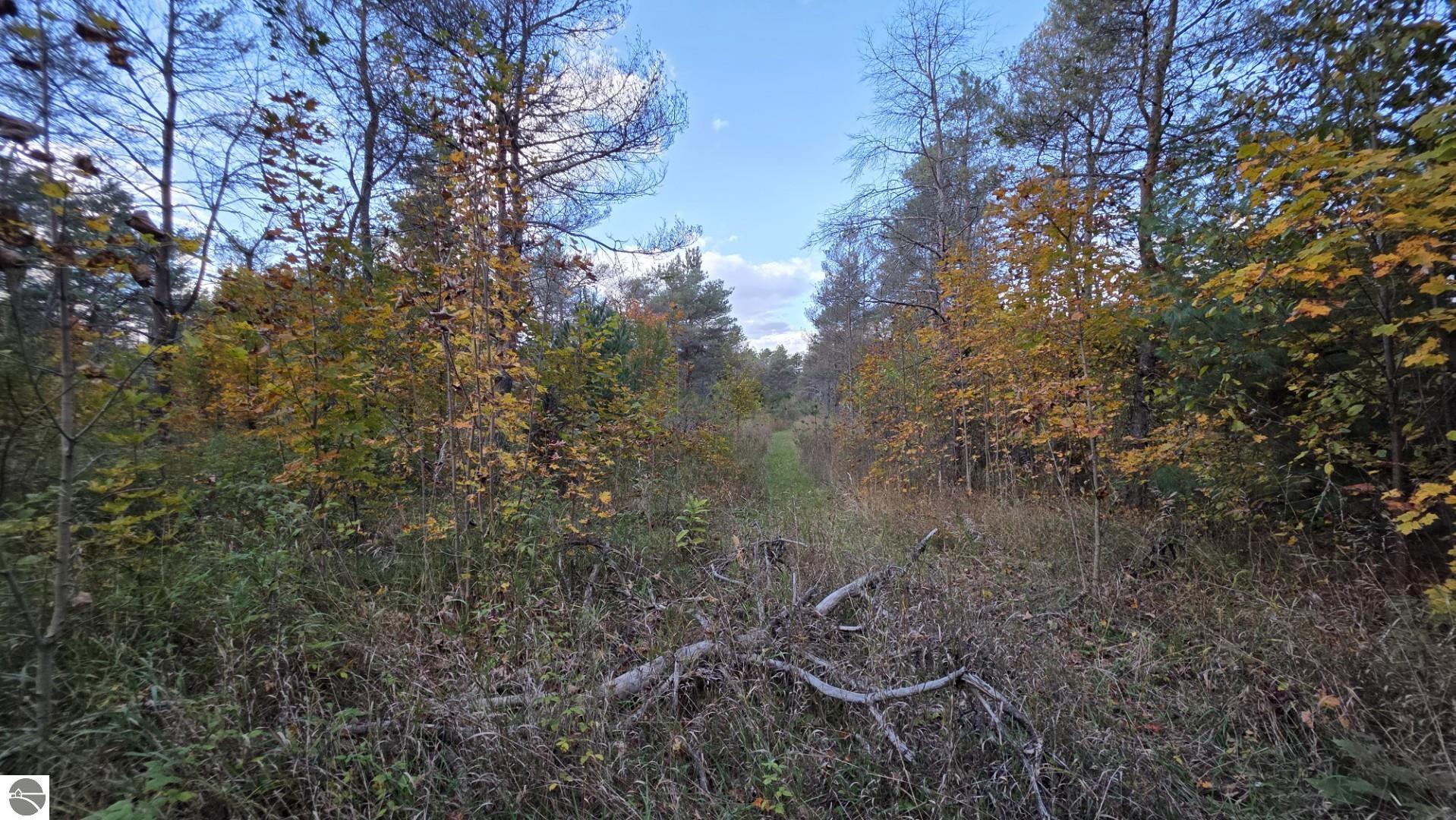 Wooded vacant lot with a narrow grassy path through autumn trees.