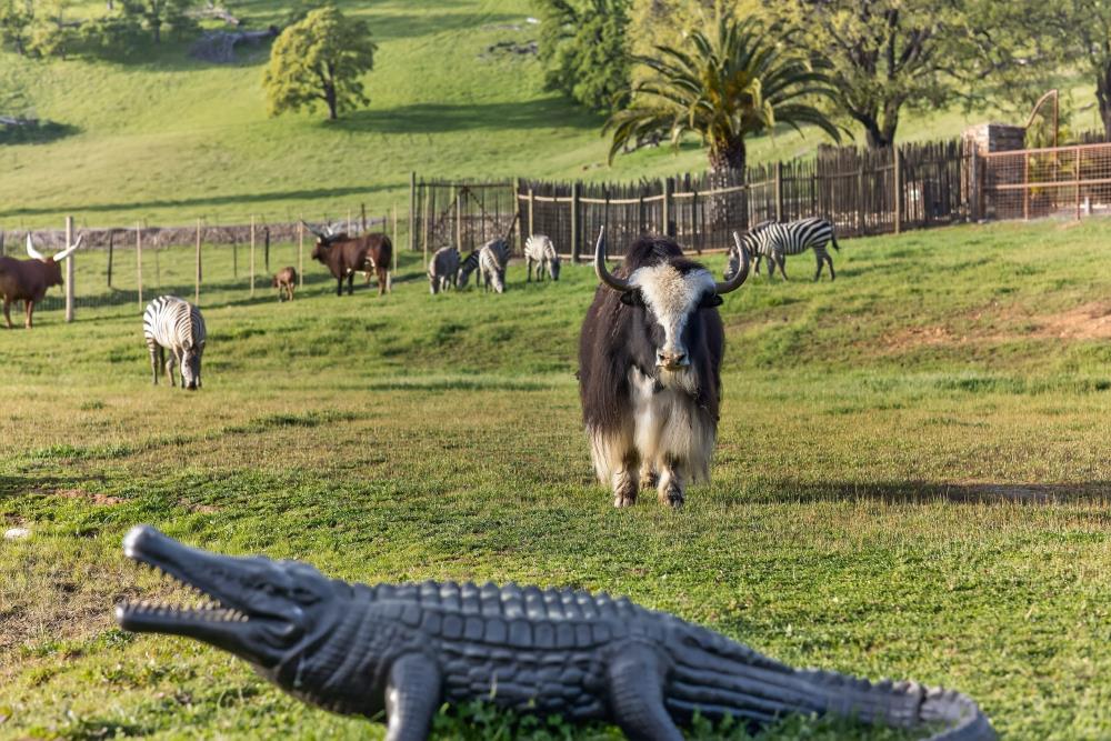 7270 Sutter Ione Road