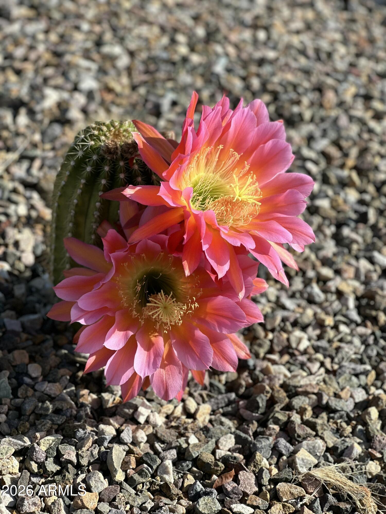 19607 W BADGETT Lane