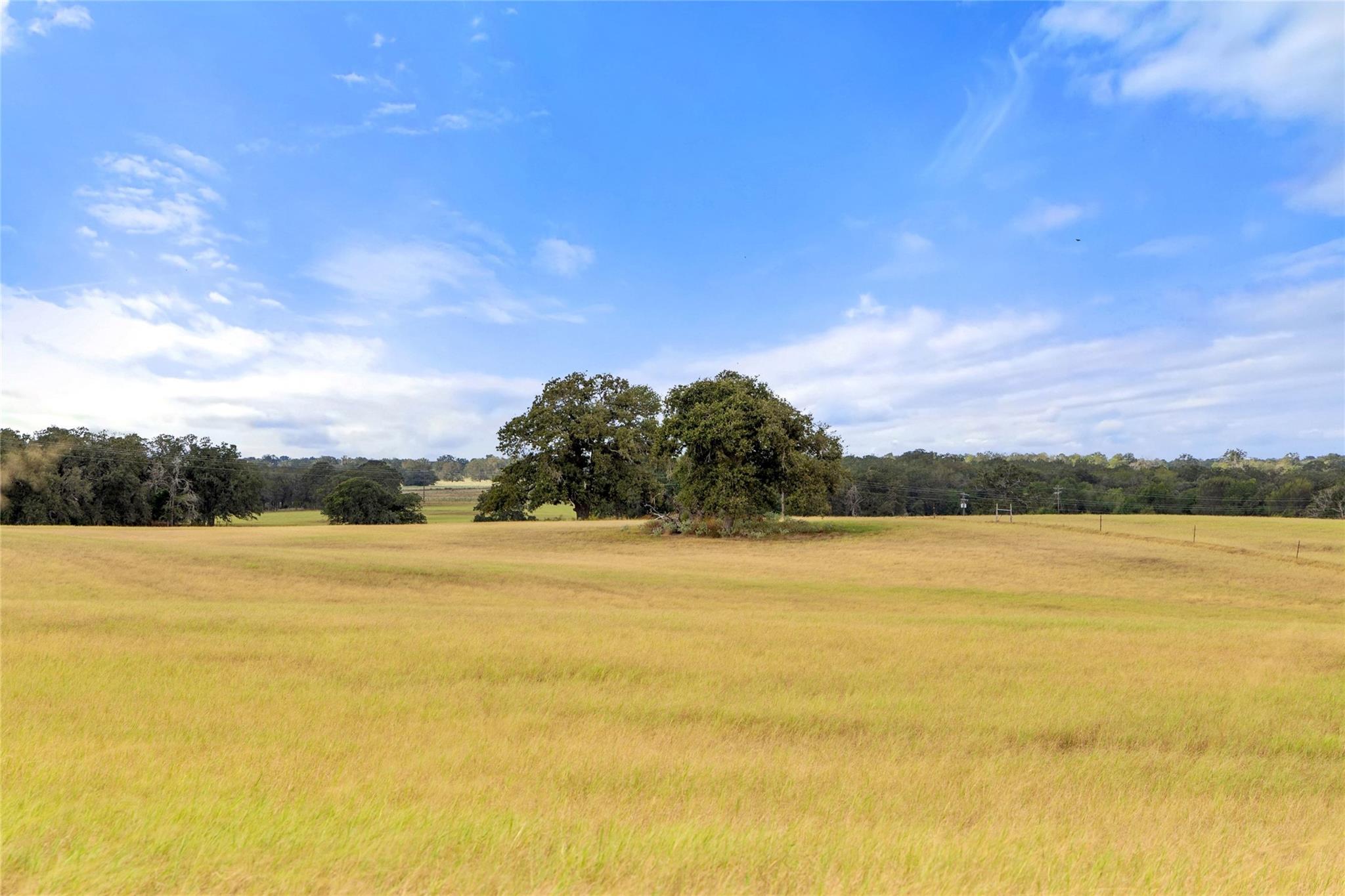 Open pasture with golden grass, mature oak trees, and a distant tree line beneath a blue sky.