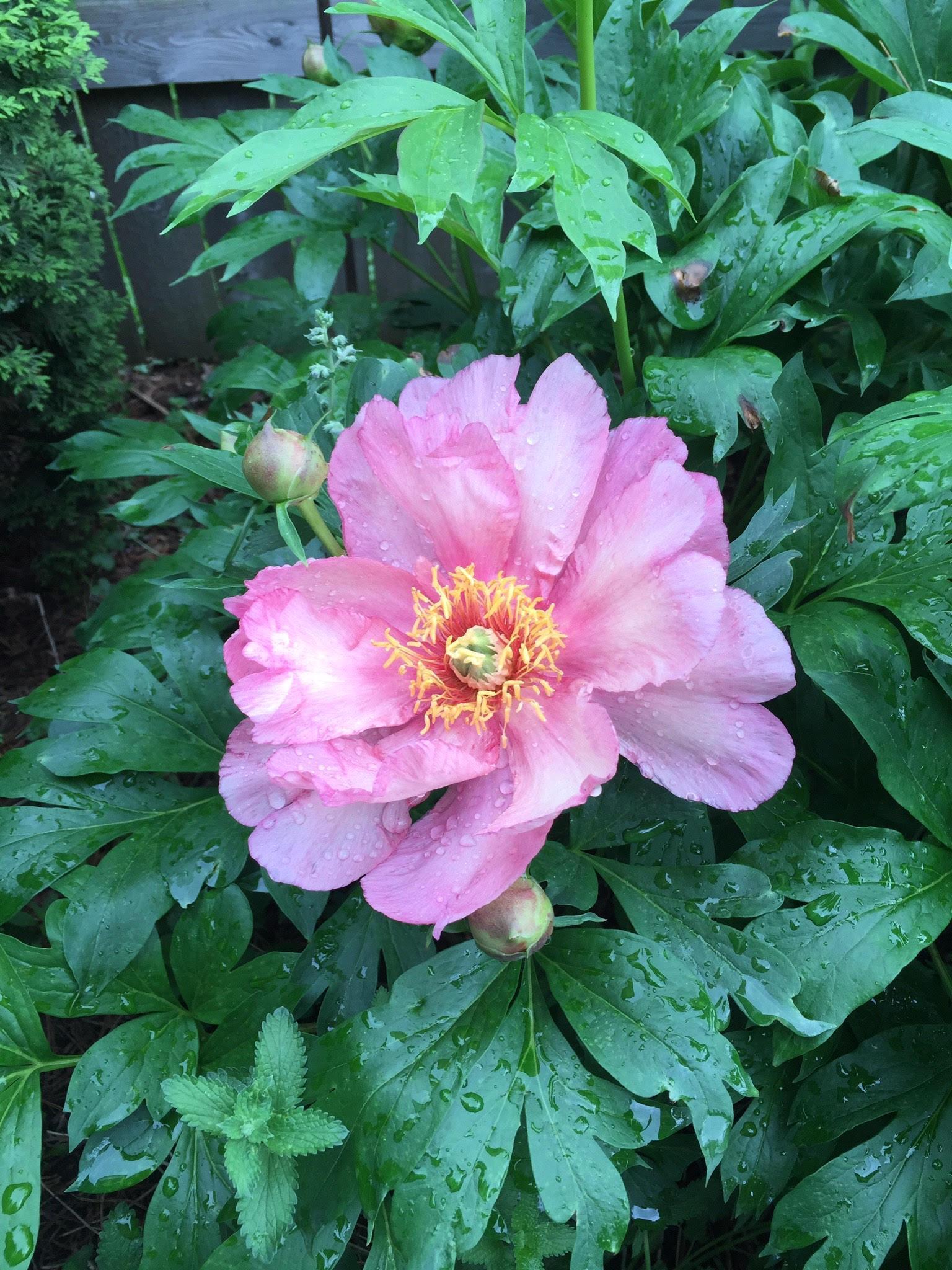 946 Grandview Avenue W