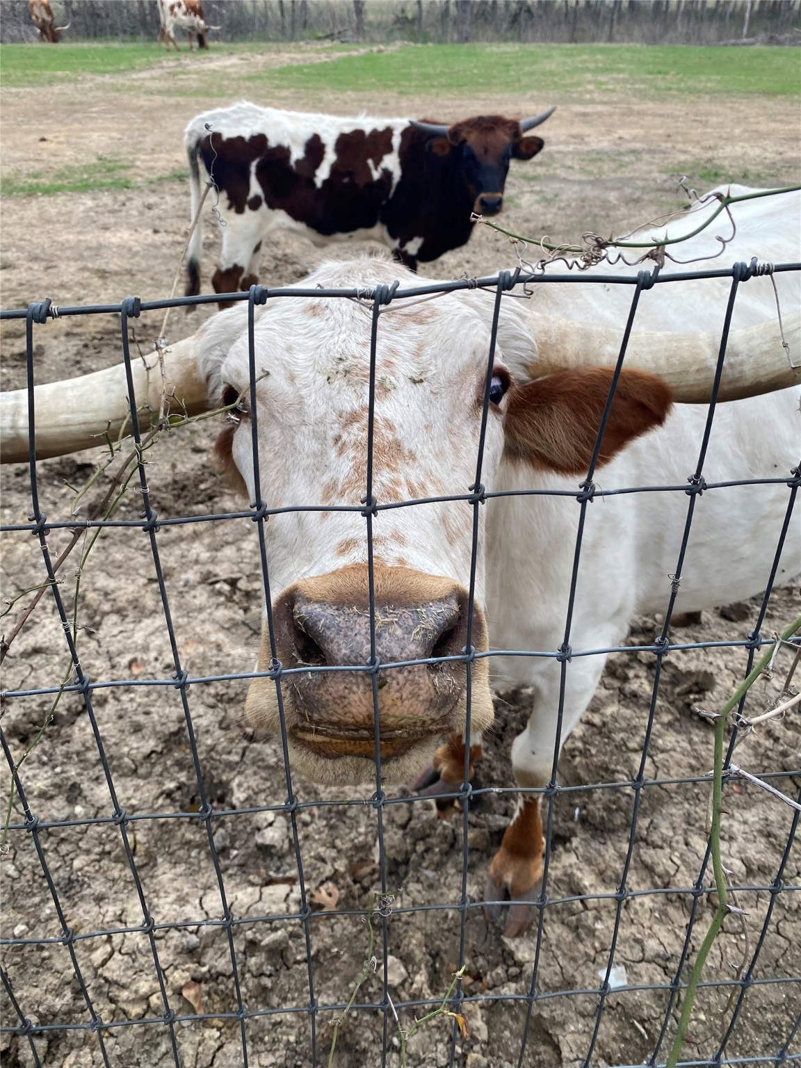 1503 Sweetgum Circle