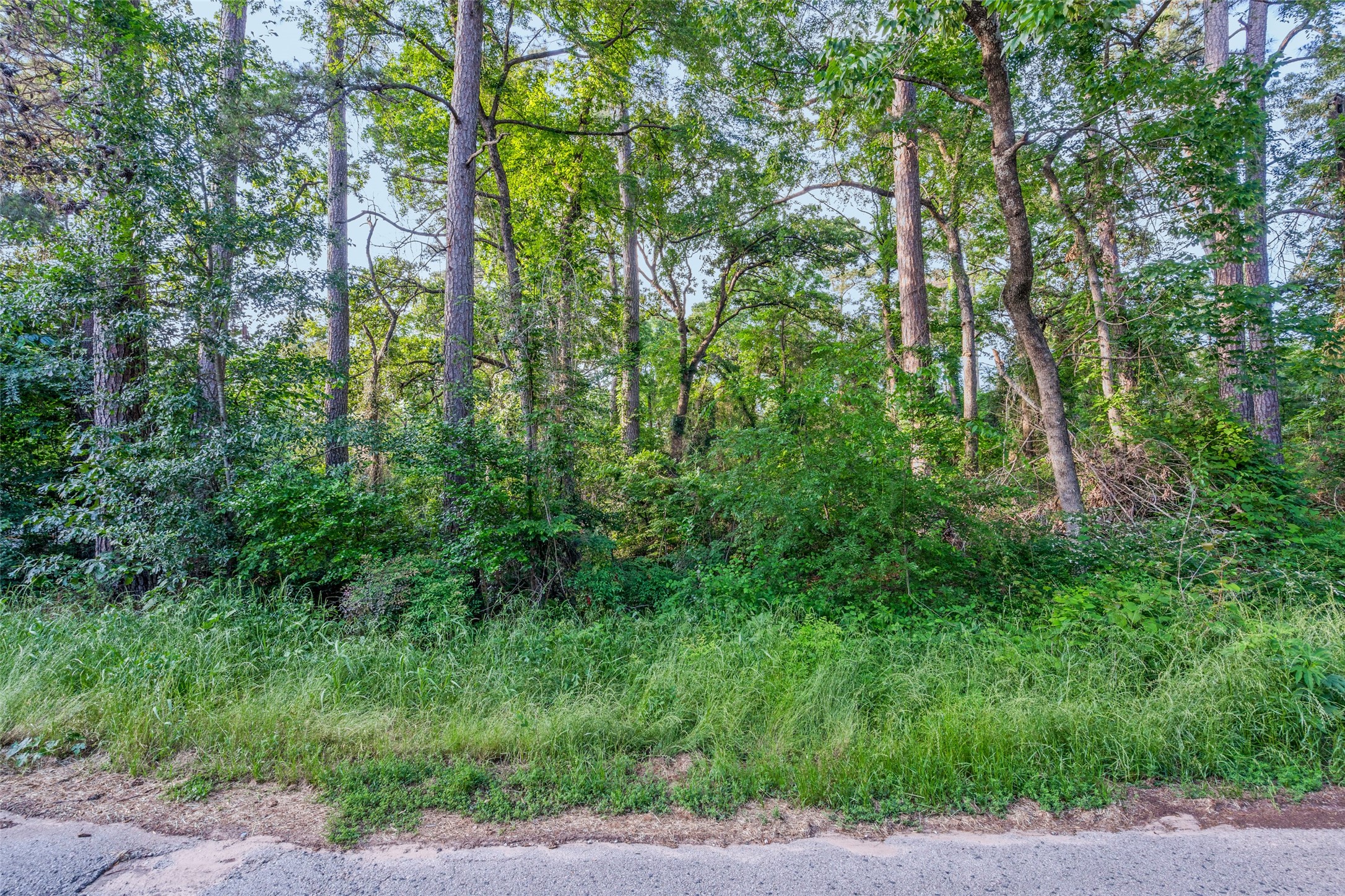 00 Forest Hill Drive