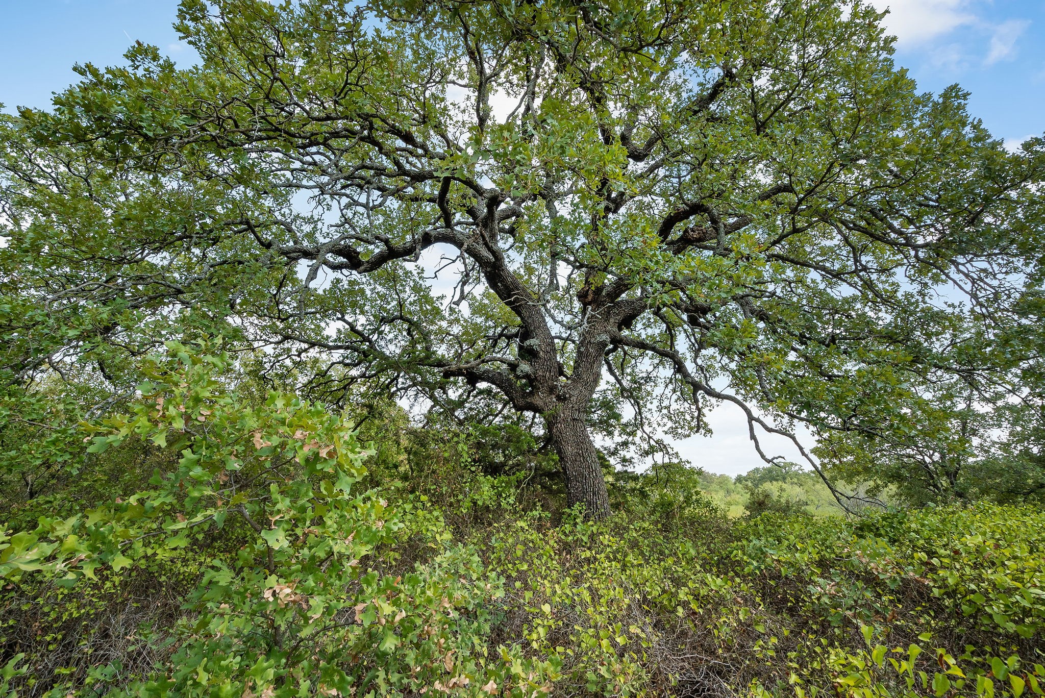 Lot 15 Double B Ranch Road S