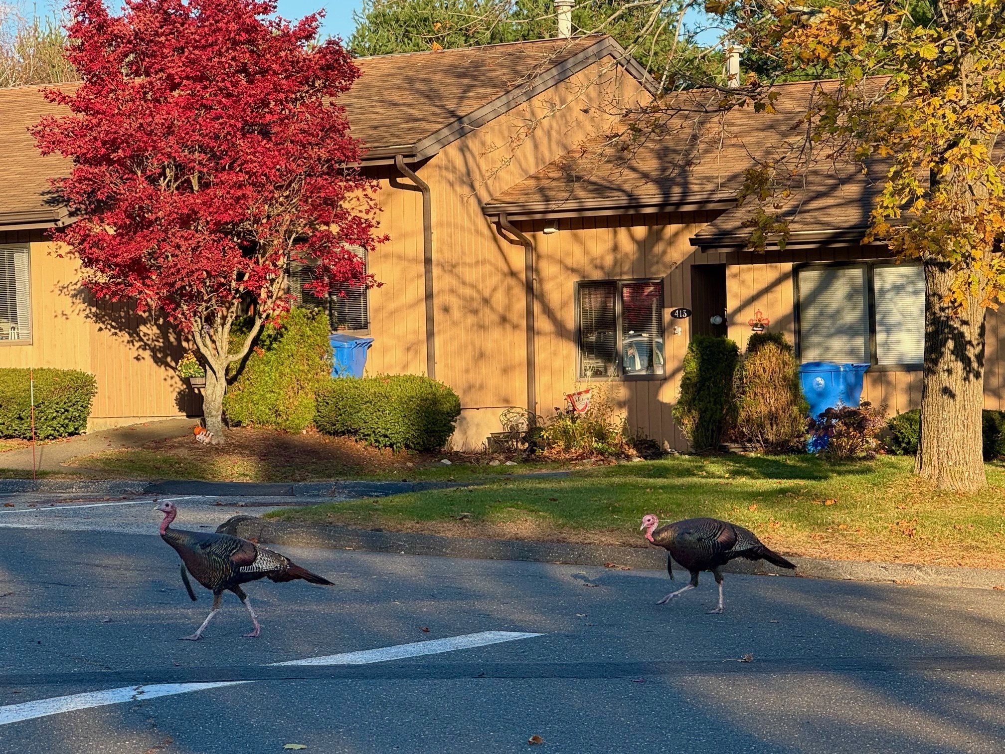 460 Asbury Ridge 460