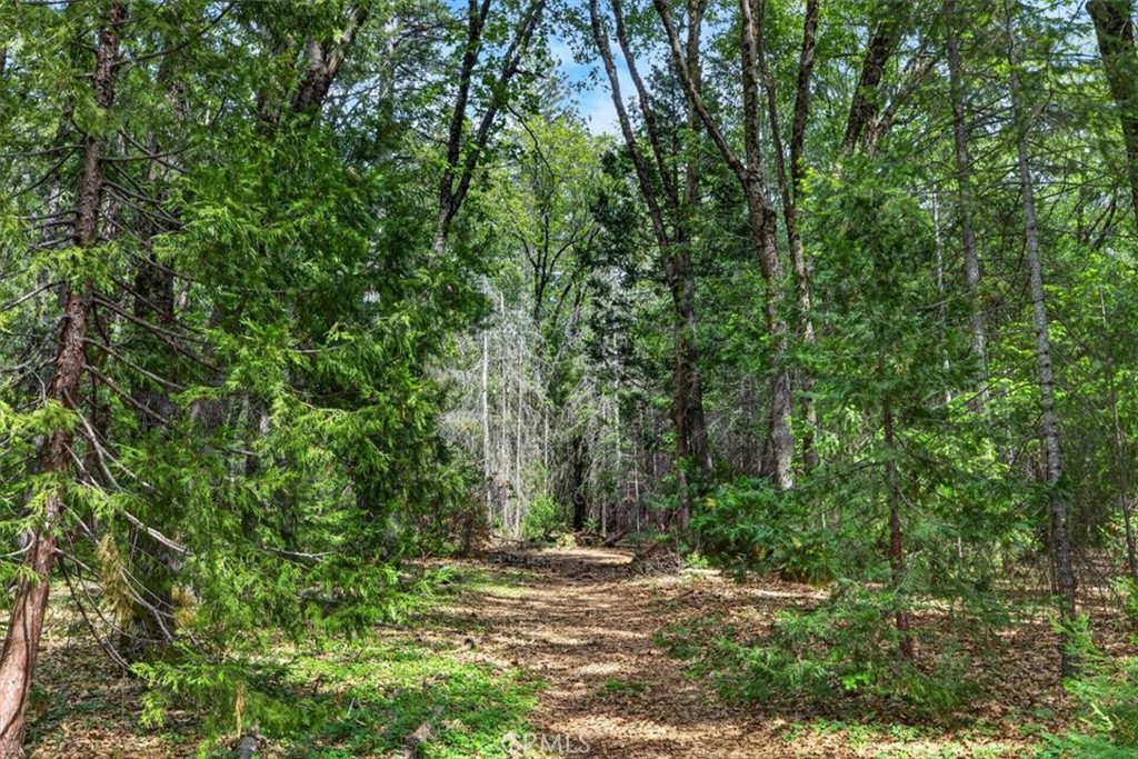 311 Hollow Oak