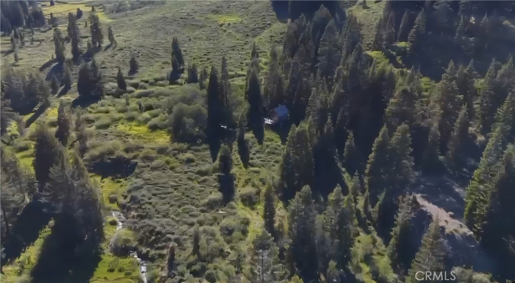 Aerial view of meadowland and evergreen trees across a rural property.