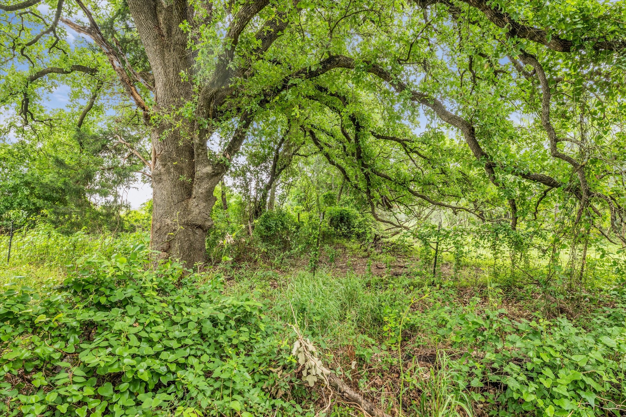 3601 Orchard Lane