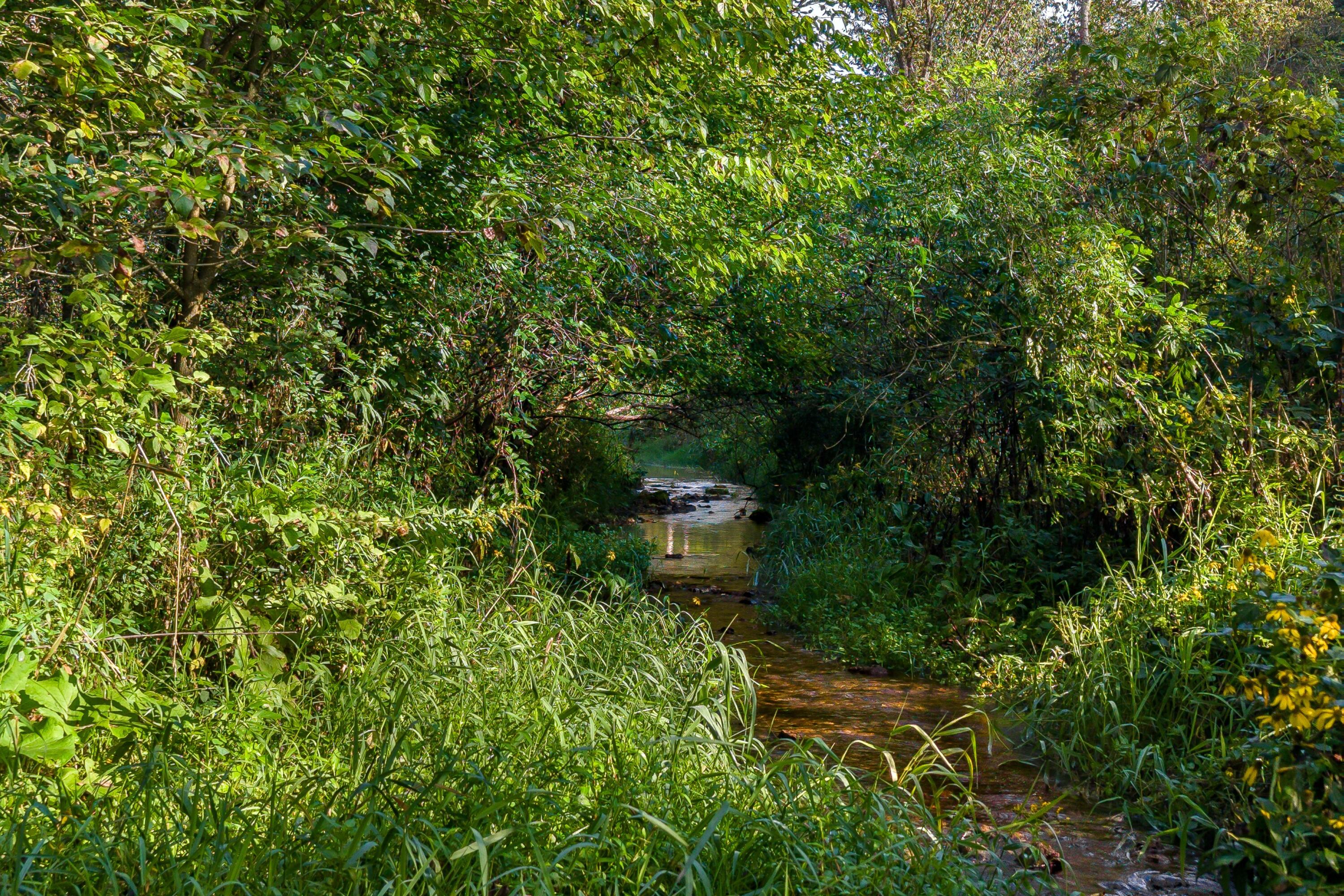 A shallow creek winds through dense green woods and tall grasses.