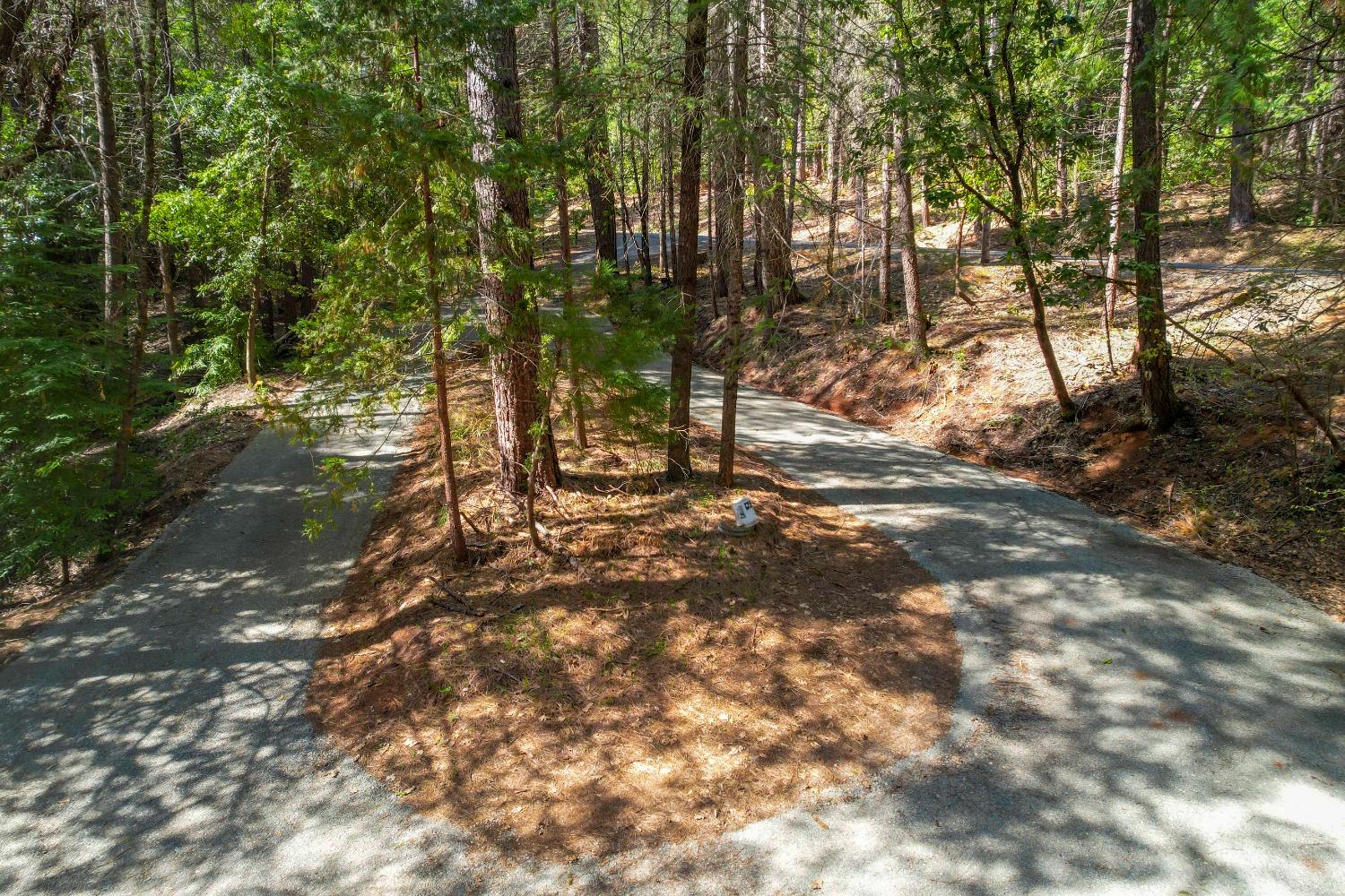Paved driveway winding through a sunlit wooded property.