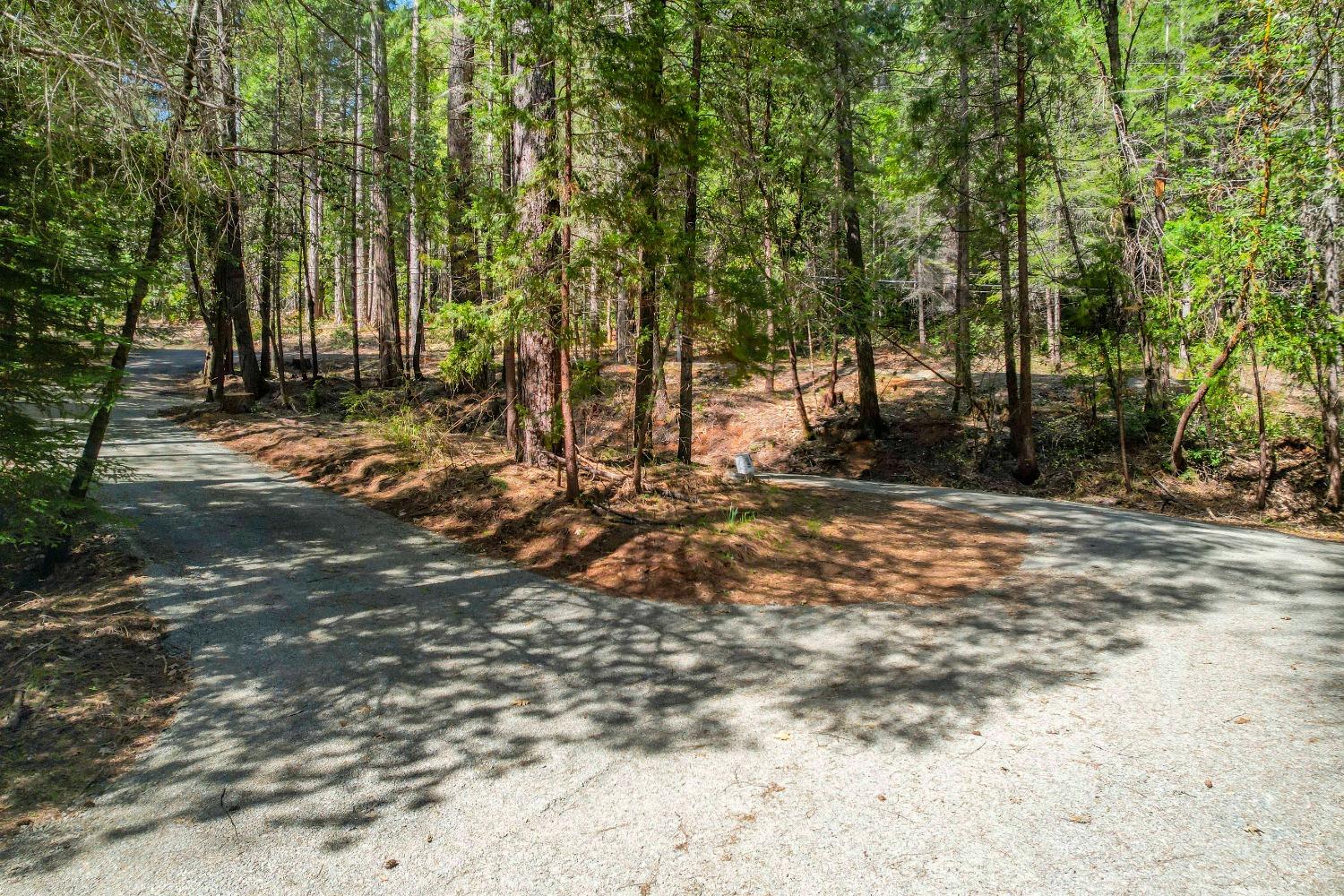 Paved driveway curving through a sunlit, densely wooded property.