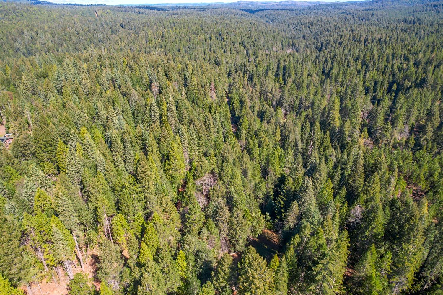 Aerial view of densely forested property with a small clearing and wooded hills in the distance.